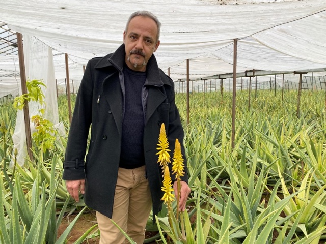 “Yılda 4 defa hasat”
  Aloe vera bitkisinin 12 ay boyunca örtü altında ekiminin yapıldığını vurgulayan Erbay, “ Eski ay, yeni ay binlerce yıl önce keşfedilen ay takvimine göre dikim yapıyoruz. Bitkinin kök gelişimi bu şekilde artırıyor. Biri erkenci tür 12’ i ayda hasada geliyor, diğeri geç tür 18-24  ayda hasat edebiliyoruz. Bir dekarda 3 bin 600 tane bitkimiz oluyor. Bir dekarda 12 ay sonra yaptığımız hasatlarda ilk yıl içerisinde 4 defa hasat gerçekleşiyor. İlk yıl hasatımız 6 tonla başlıyor, bitki büyüdükçe yaprak ağırlığı arttıkça tonaj artıyor” dedi.