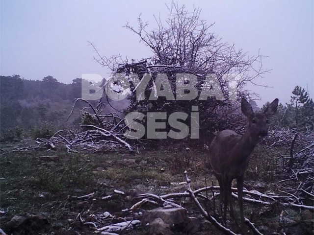 Yaban hayvanlarının sayılarındaki artışın kendilerini mutlu ettiğini dile getiren Başyiğit, &quot;Proje kapsamında 4 aylık çalışma yapıldı. Yaban hayvanlarının etüt envanterini yapıyoruz. Korunması gereken türleri belirliyoruz.