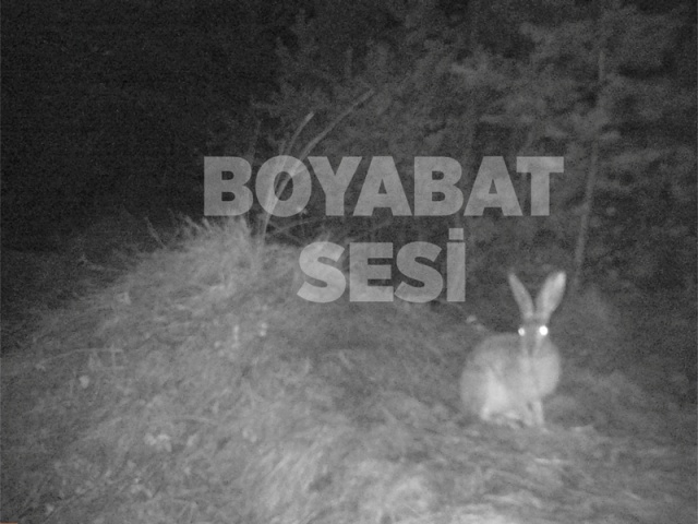 Boyabat Yaban Hayatı Fotoğraflandı