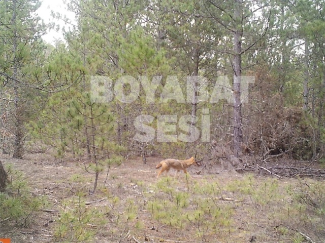 Boyabat Yaban Hayatı Fotoğraflandı