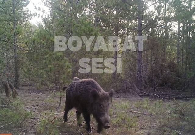 Boyabat Yaban Hayatı Fotoğraflandı