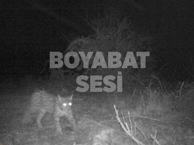 DKMP 10. Bölge Müdürü Hasan Başyiğit, burada yaptığı konuşmada, son yıllarda görüntülenen hayvan sayısında artış yaşandığını söyledi
