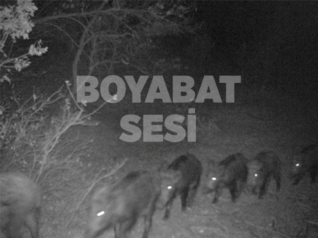 Boyabat Yaban Hayatı Fotoğraflandı