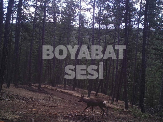 Boyabat Yaban Hayatı Fotoğraflandı