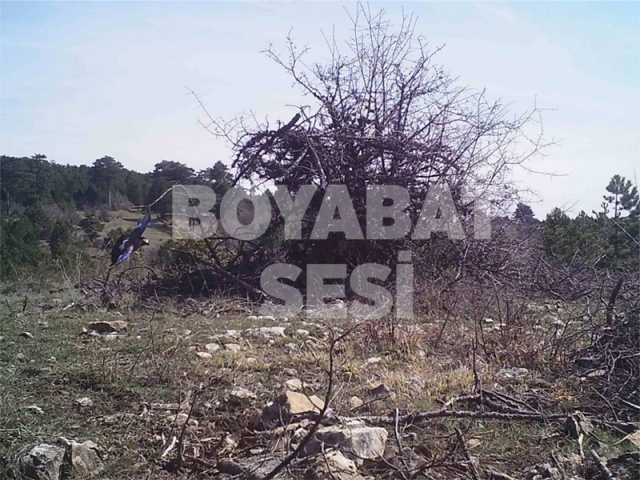 Boyabat Yaban Hayatı Fotoğraflandı