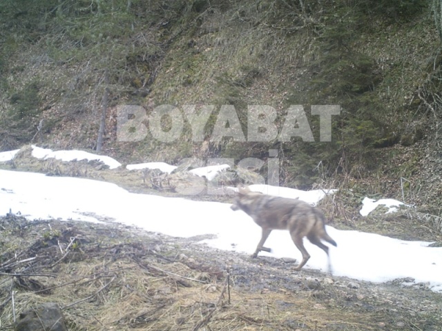 Boyabat Yaban Hayatı Fotoğraflandı