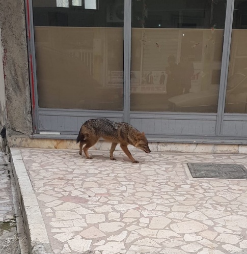 Boyabat'ta aç kalan çakal şehir merkezine indi !