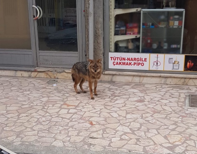 Boyabat'ta aç kalan çakal şehir merkezine indi !