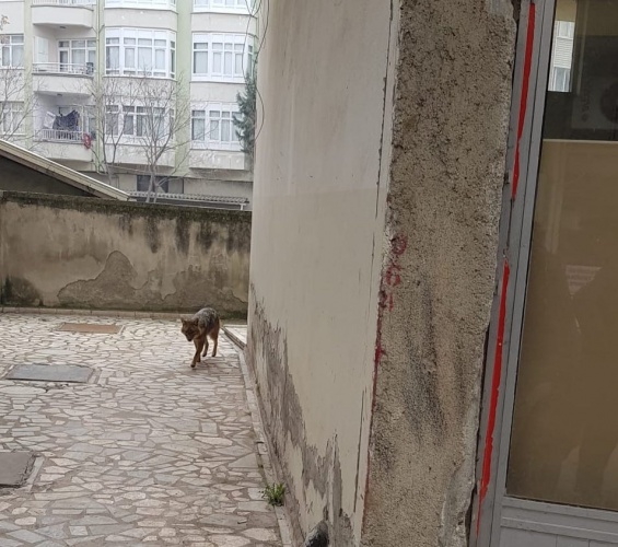 Boyabat'ta aç kalan çakal şehir merkezine indi !