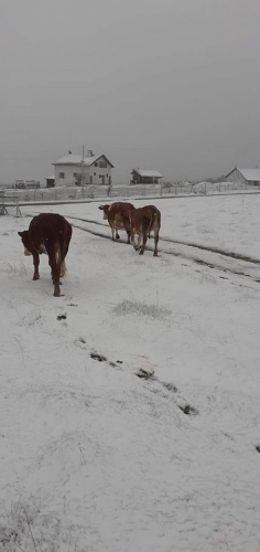 Sinop&#039;un Boyabat ilçesinin yüksek kesimlerinde Mayıs ayında kar yağdı.
