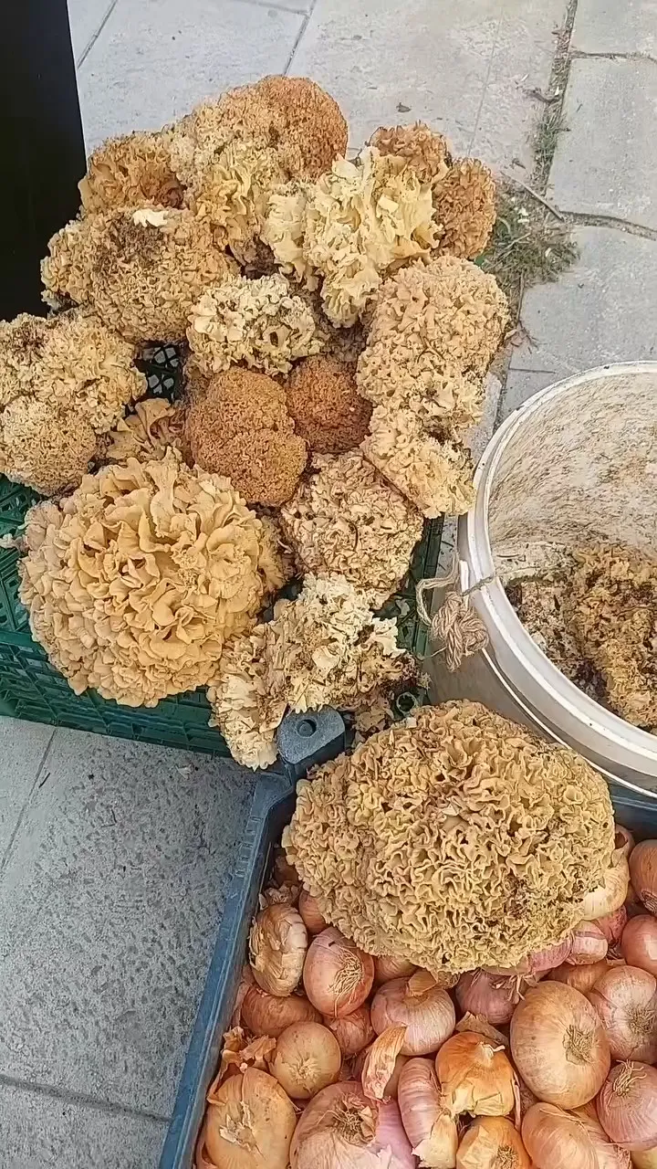 Ve Mantar Sezonu Basladikuzu Gobegi Olarak Adlandirilan Mantar Koylu Pazarinda Tezgahta Yerini A Frame At 0M4S 68D1Ba2Cb48C1