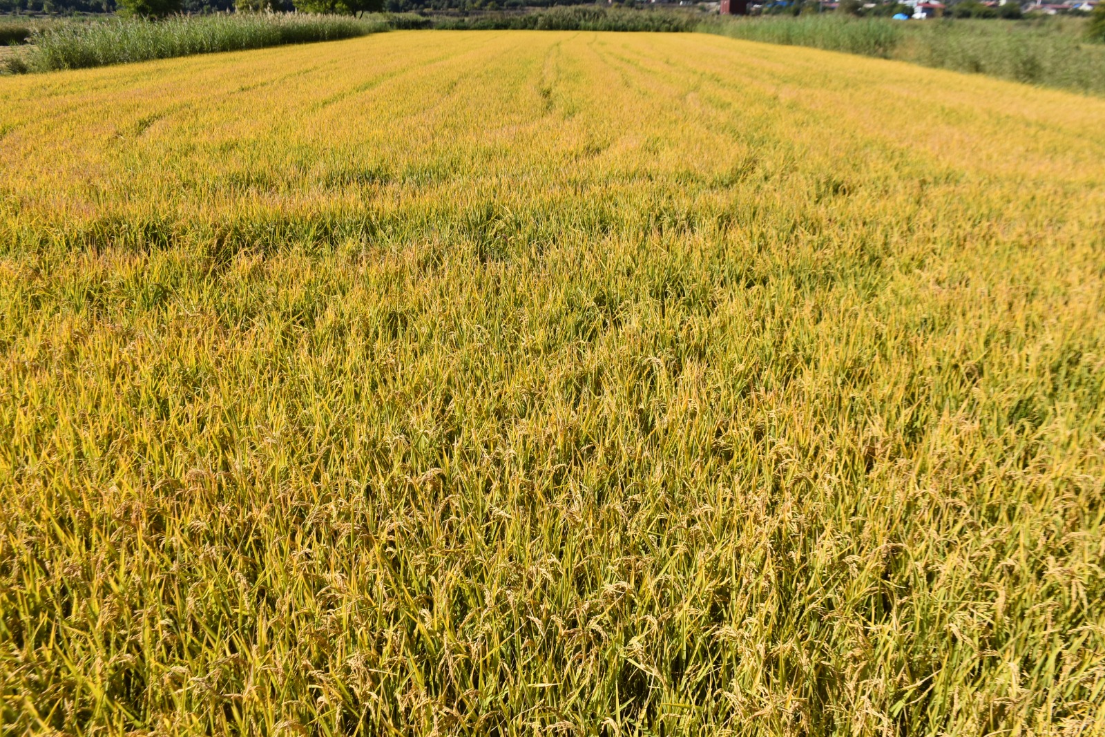 Whatsapp Image 2025 09 25 At 4.50.43 Pm 2