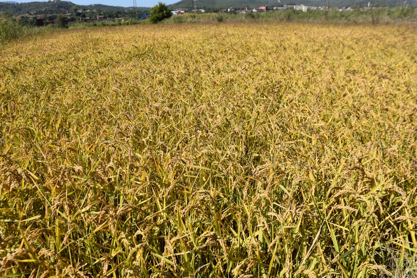 Whatsapp Image 2025 09 25 At 4.50.43 Pm