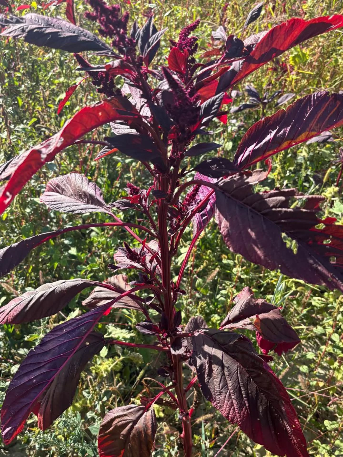 559931769 18073550201517720 1074789726981953519 N.webp-1