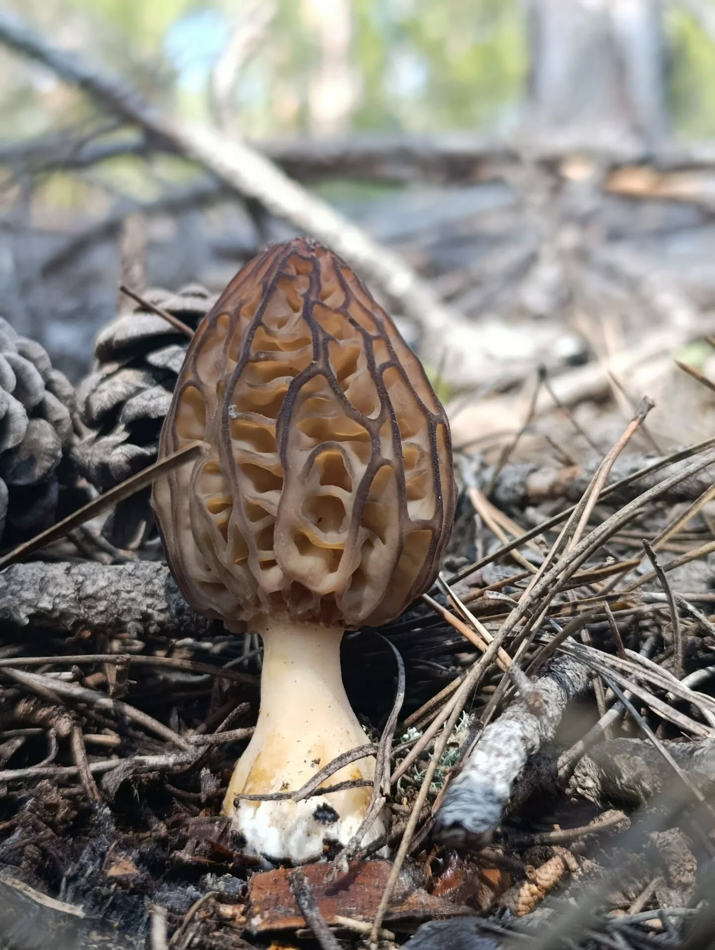 656595366 18399775885145064 6576415321633111744 N.webp