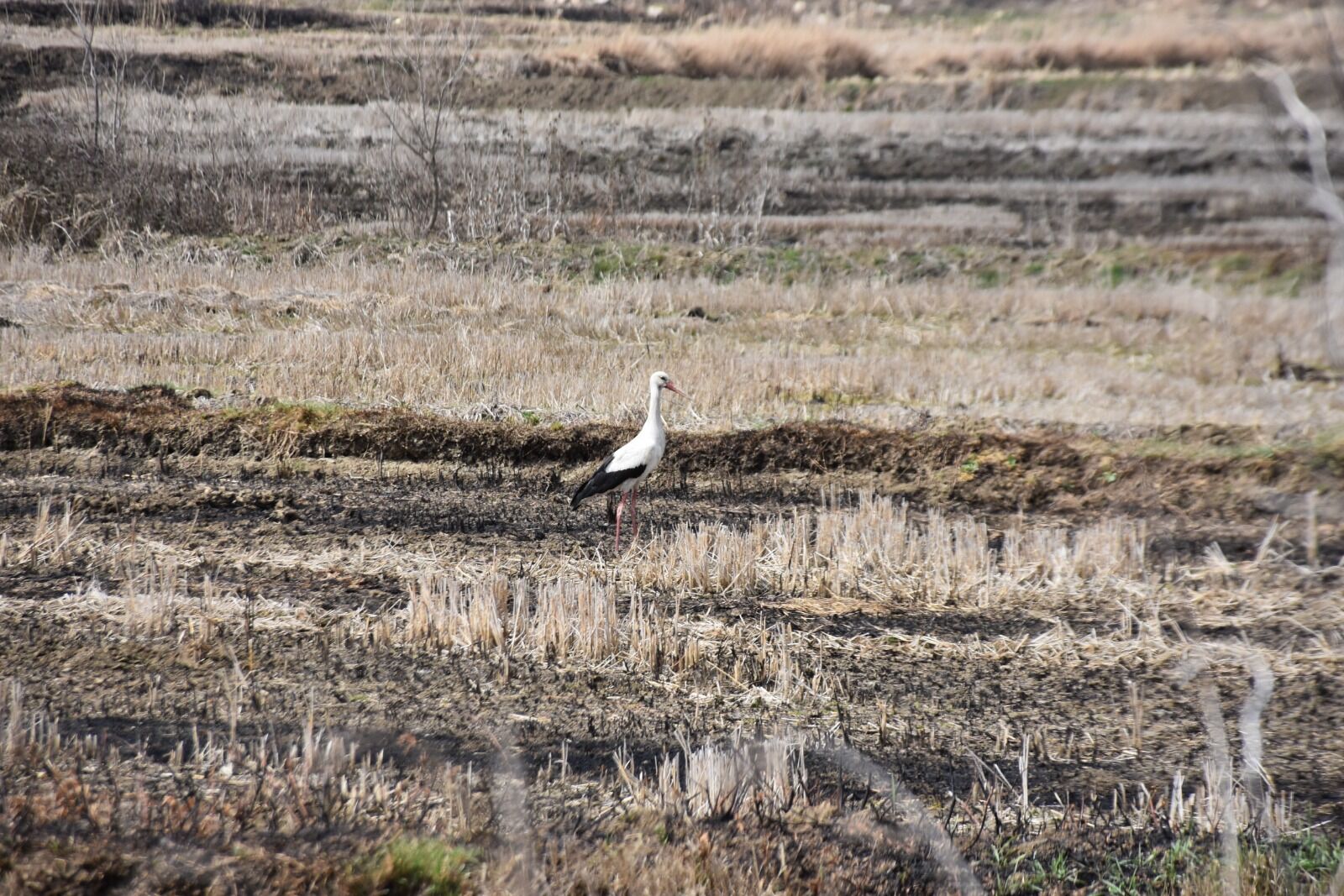 Whatsapp Image 2026 03 25 At 3.37.21 Pm 4