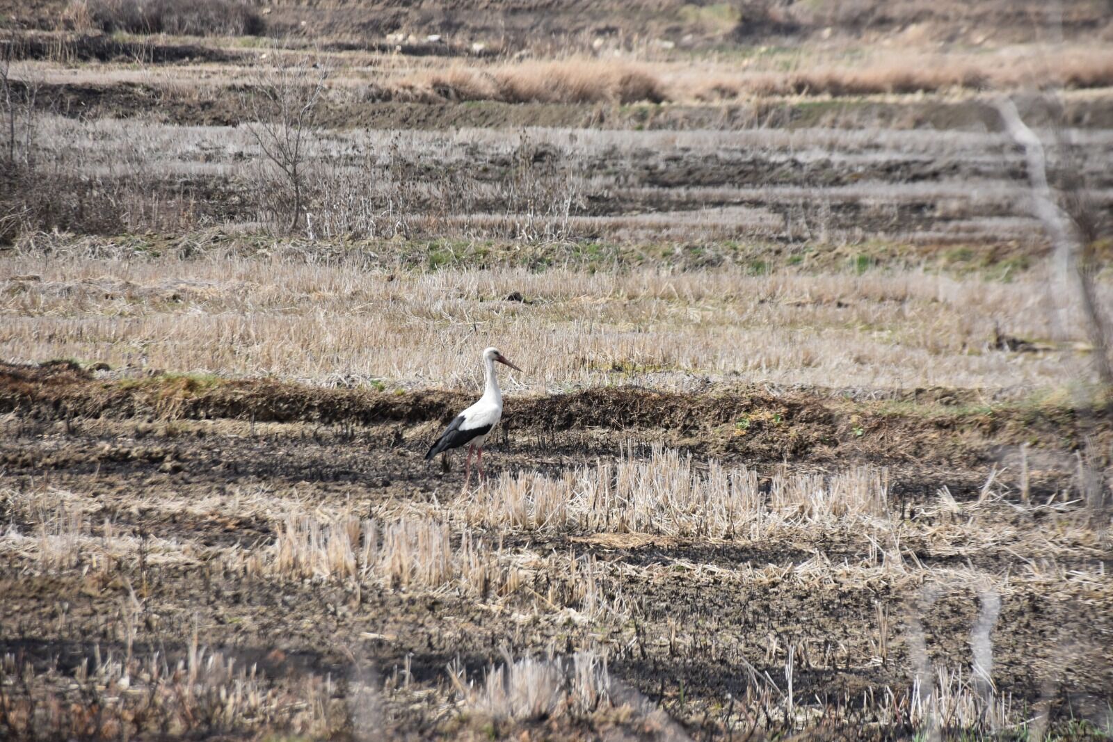 Whatsapp Image 2026 03 25 At 3.37.22 Pm