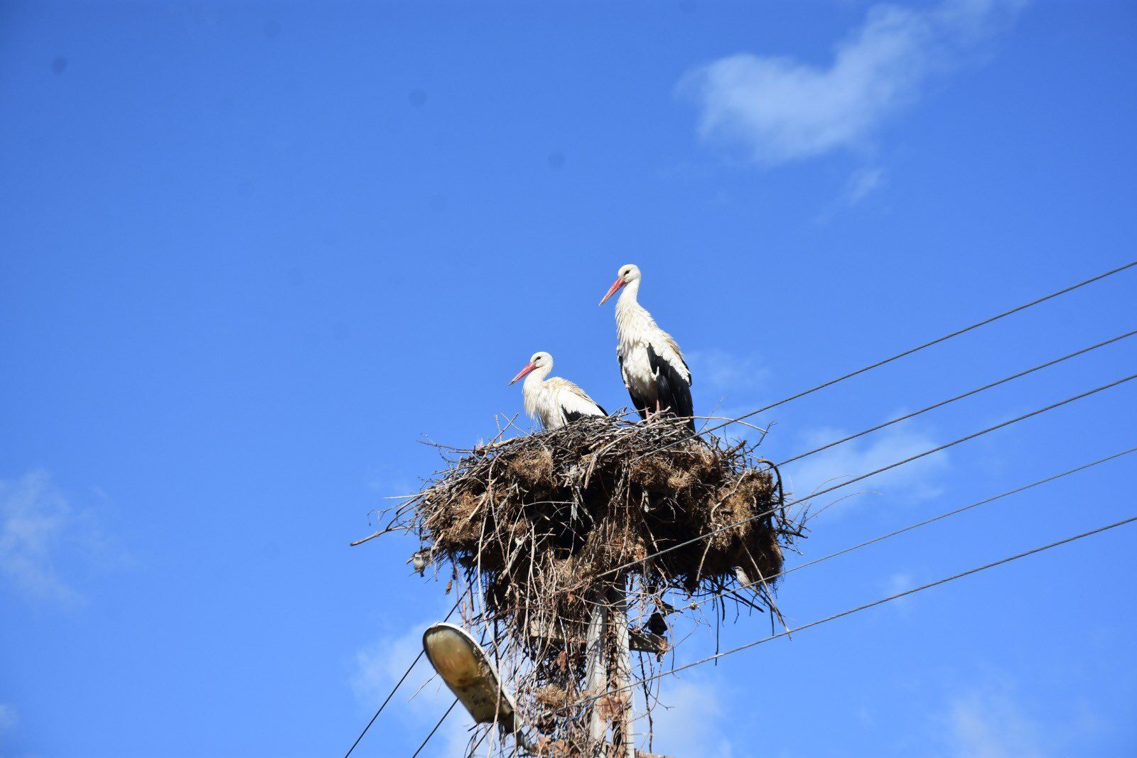 H Fpf Gt T Xc A Ad A Oc