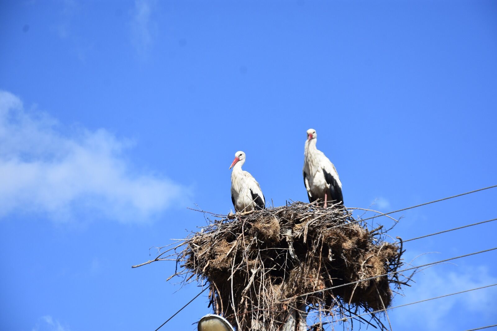 Whatsapp Image 2026 04 03 At 4.31.33 Pm 3