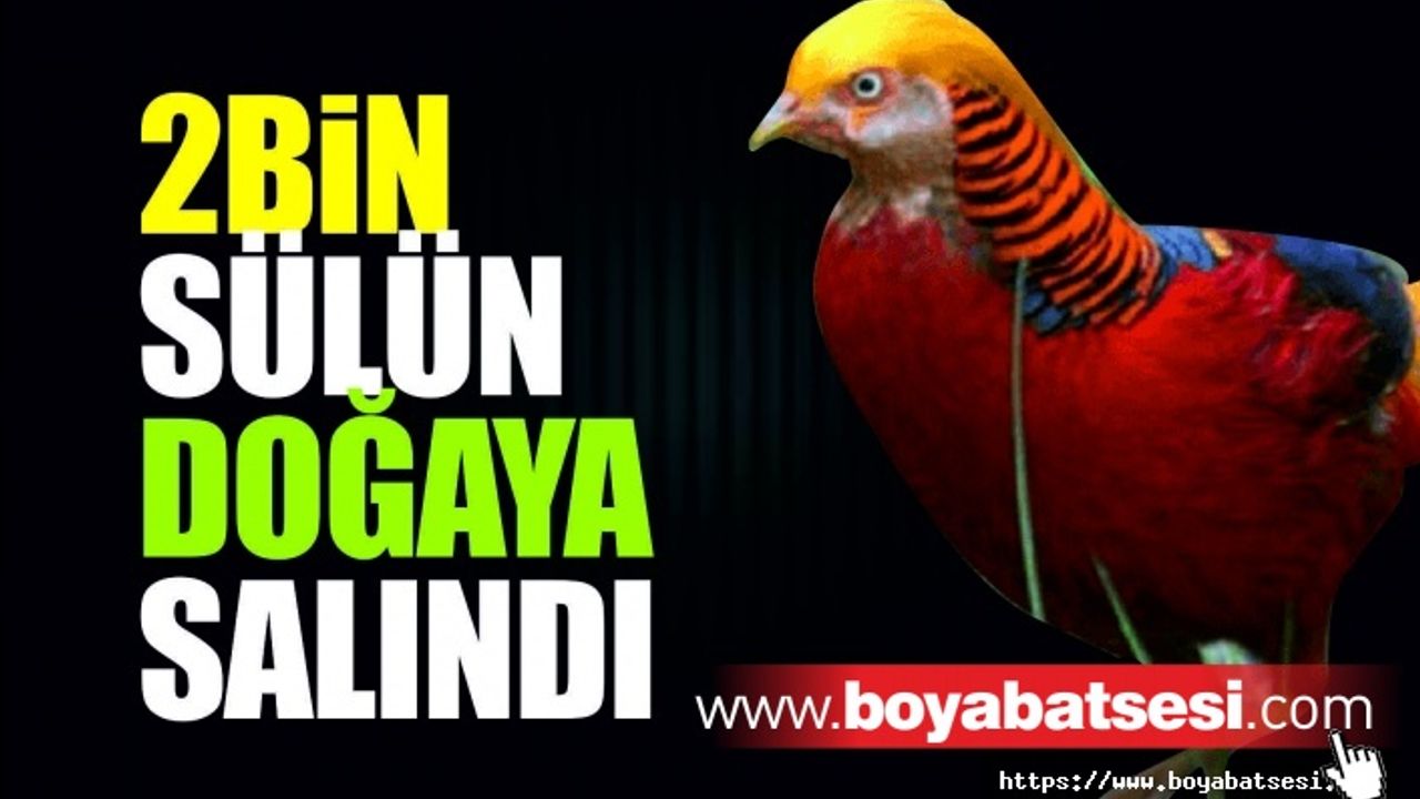 Sinop'ta 2 bin sülün doğayla buluştu