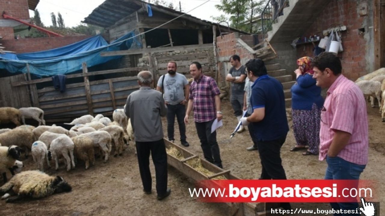 Boyabat Cemalettin Köyü'ndeki Koyun Ölümleri Araştırılıyor