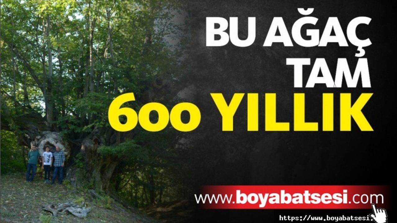 600 yıllık anıt ağaç köylünün geçim kaynağı