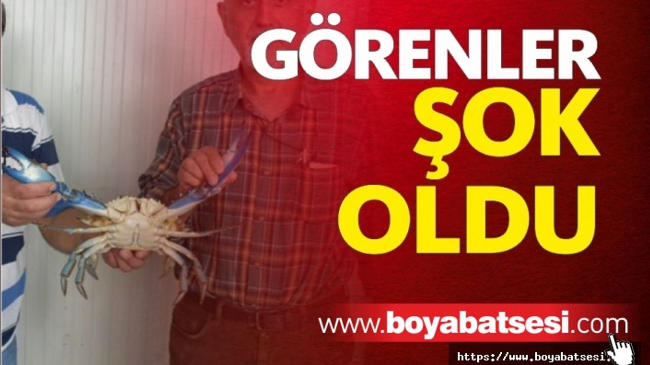 Mavi Yengeç Sinop'ta Ağlara Takıldı