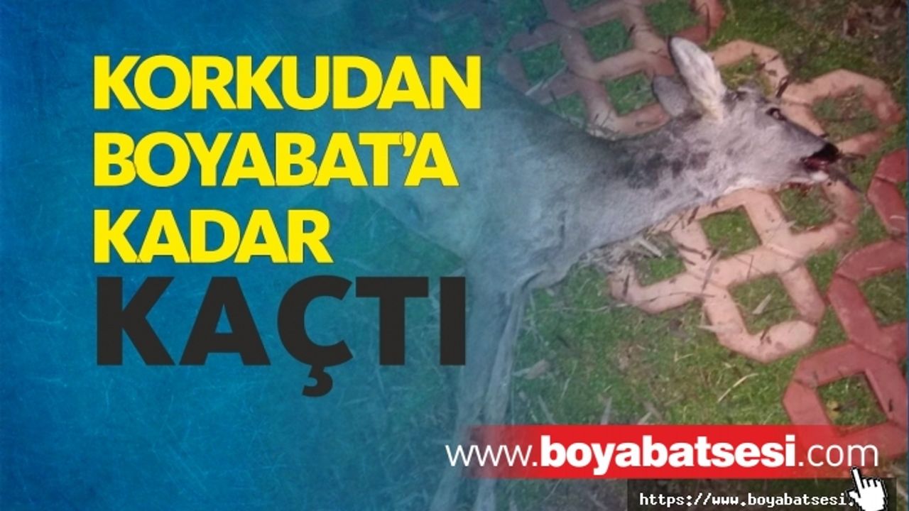 Korkudan Boyabat'a Kadar Kaçan Elik Öldü
