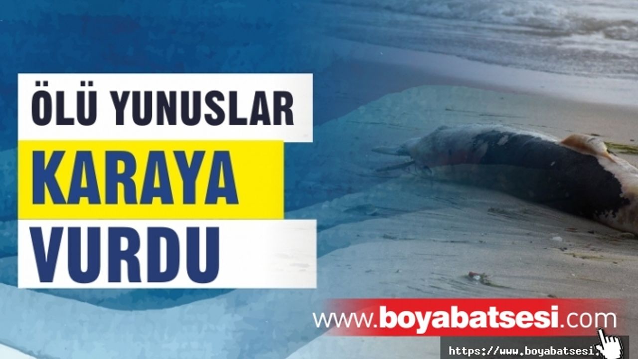 Sinop'ta 3 ölü yunus karaya vurdu