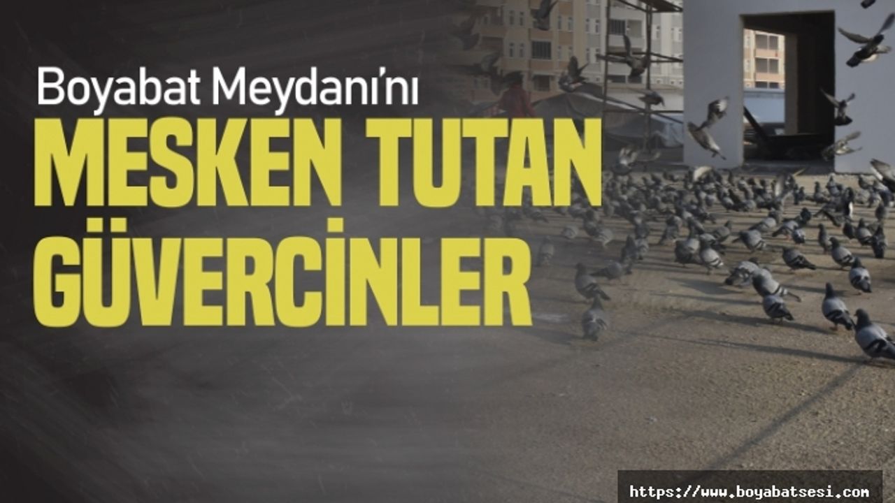 Boyabat Meydanı'nı Mesken Tutan Güvercinler