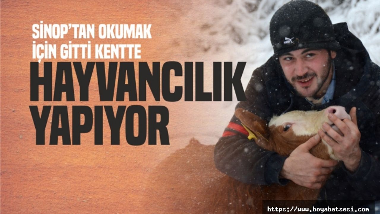 Sinoplu Genç Okumak İçin Gittiği Kentte Hayvancılık Yapıyor