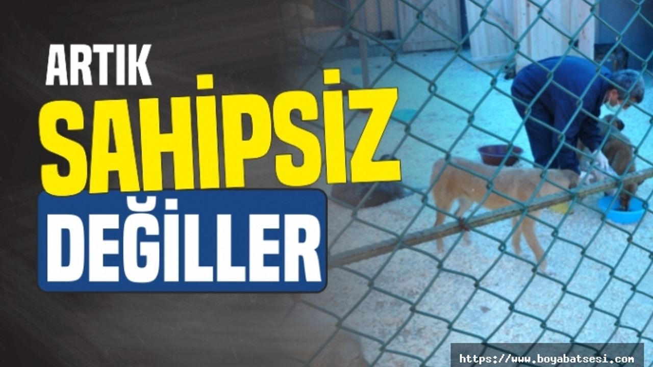 Boyabat'ta sokak hayvanları sahipsiz değil