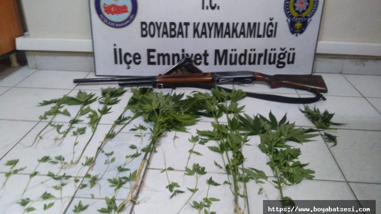 Boyabat’taki Evinde ve Bahçesinde Yetiştirdiği Hint Kenevirleriyle Yakayı Ele Verdi