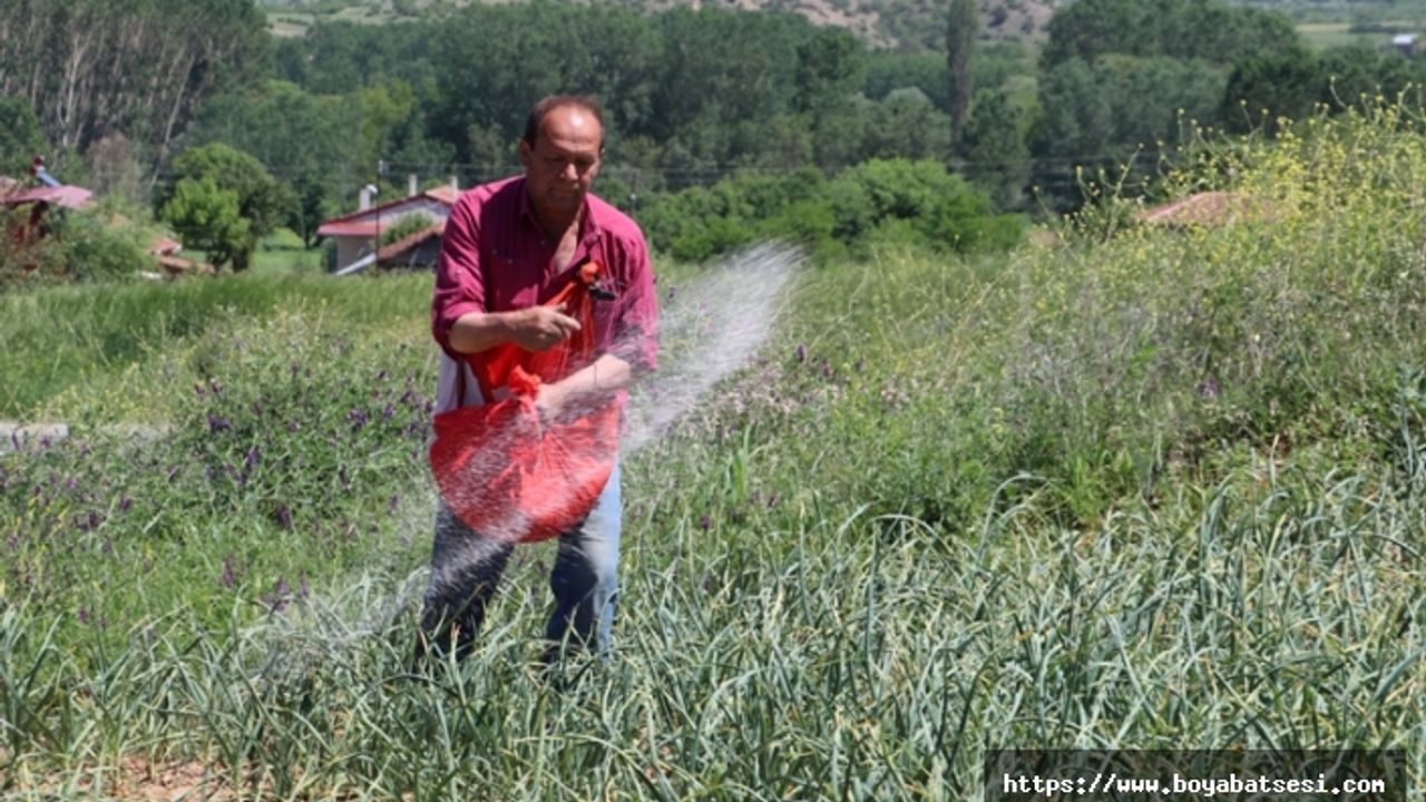 "Mayıs ve haziranda satılan sarımsaklar Taşköprü sarımsağı değildir"