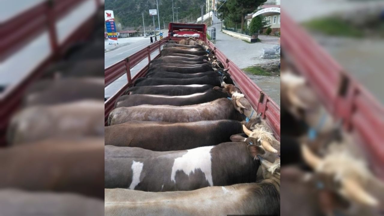 Boyabat'tan Trakya Bölgesine Kurbanlık Sevkiyatı Devam Ediyor