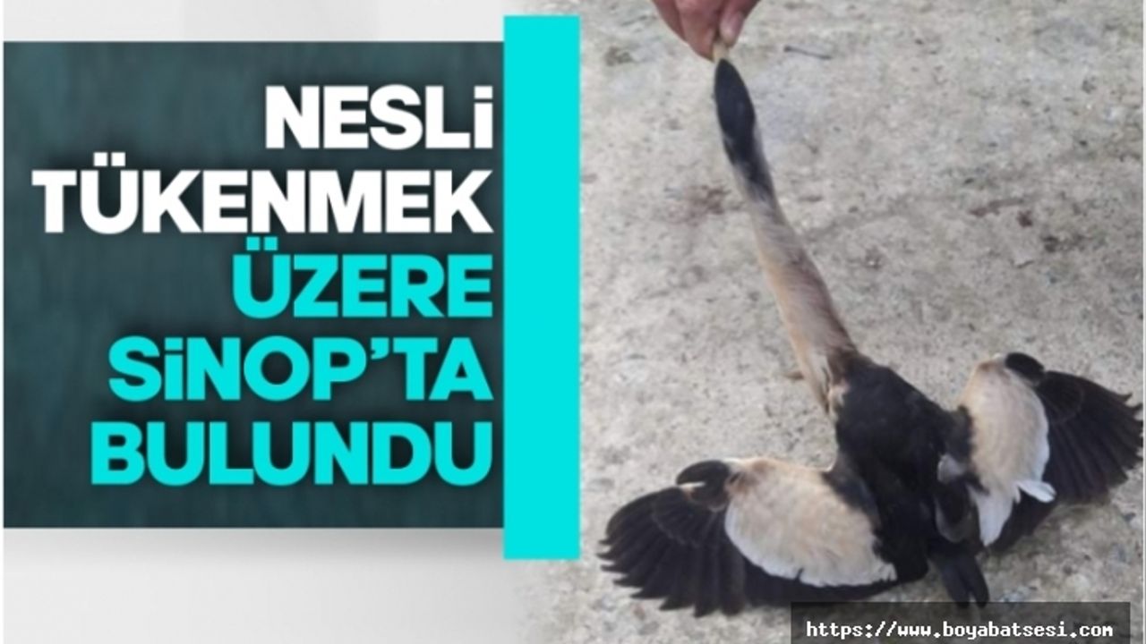 Nesli tükenmekte olan kuş Sinop'ta bulundu
