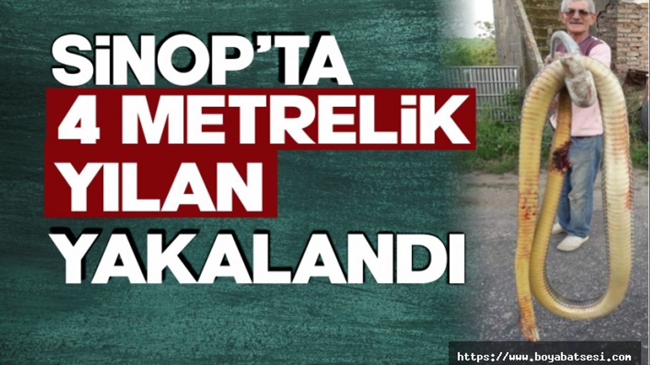Sinop'ta 4 metrelik yılan korkuttu