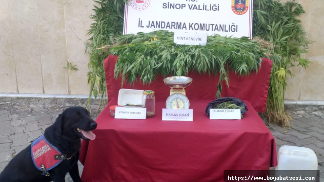 Tam 732 kök kenevir bitkisi ele geçirildi