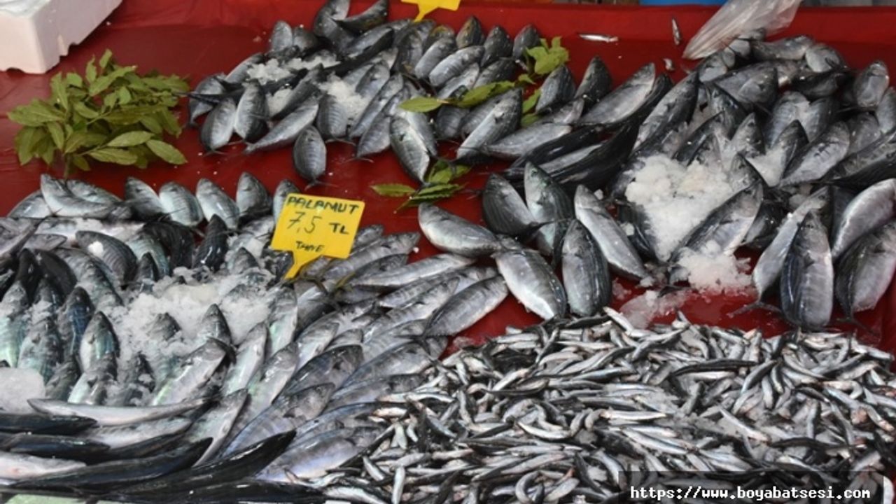 Karadeniz hamsisi tezgahlarda: Kilo 25 lira  