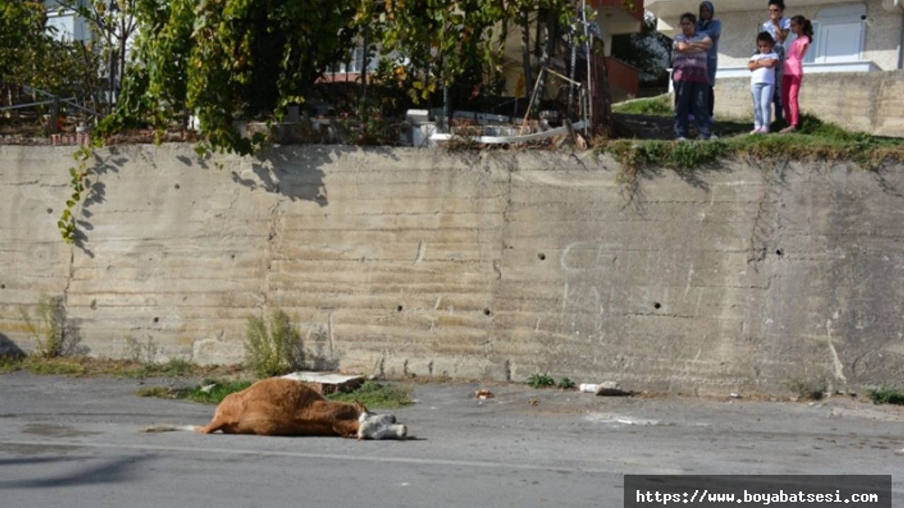 Yüksekten düşen inek saatlerce kurtarılmayı bekledi 
