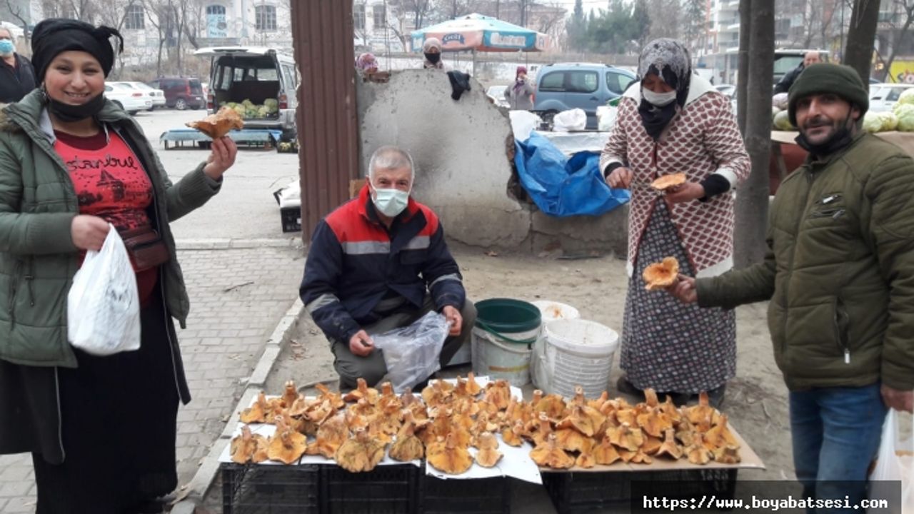Boyabat'ta kanlıca mantarı pazara indi fiyatı dudak uçuklattı !
