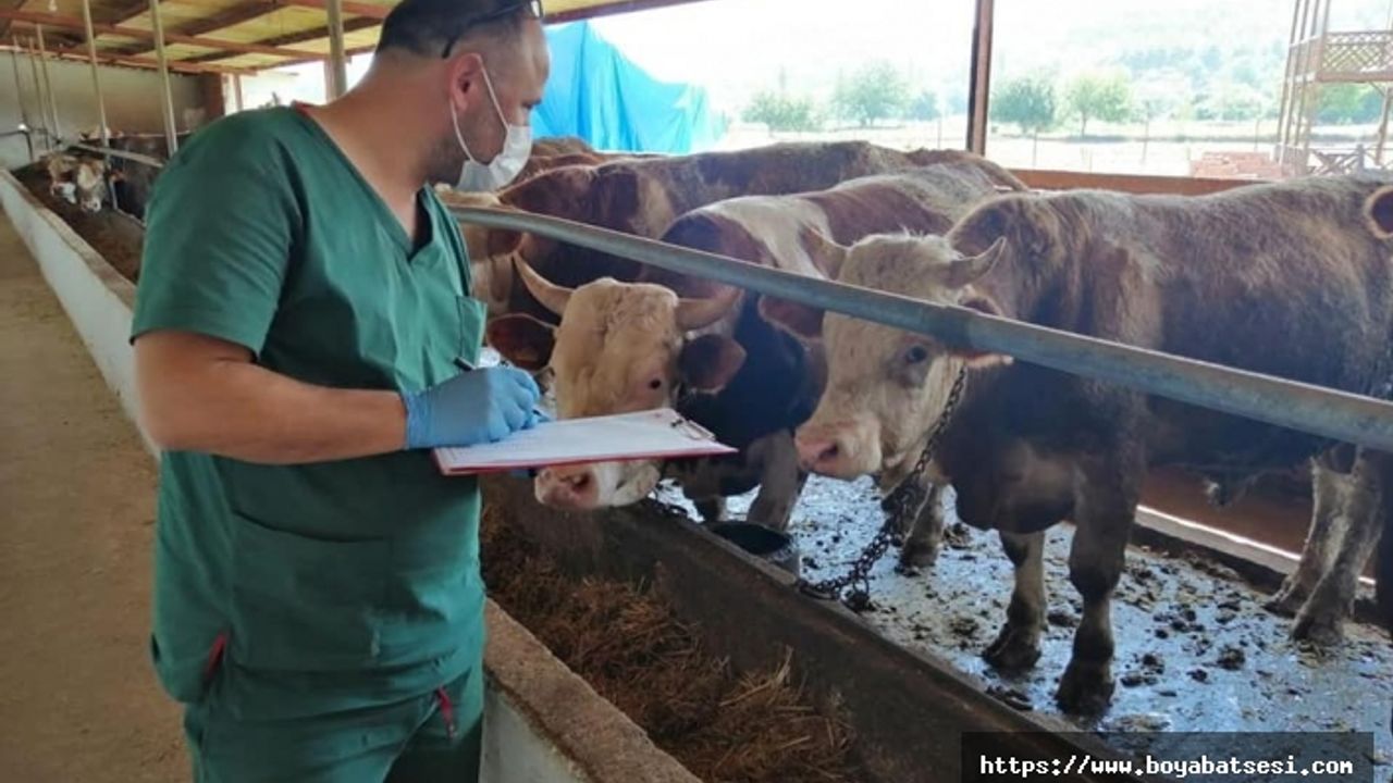 Boyabat'ta sevkiyat öncesi kurbanlıklara 'şap' testi
