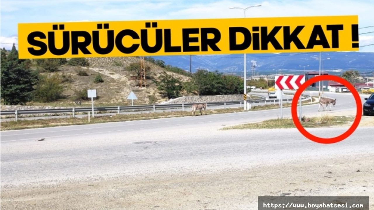 Boyabat'ta başıboş eşekler trafiği tehlikeye sokuyor