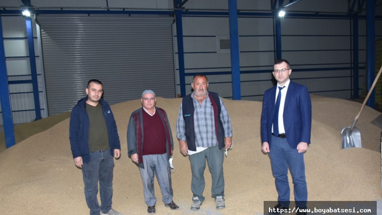 Boyabat'ta Tarım Kredi Kooperatifi, çeltik alımına devam ediyor.