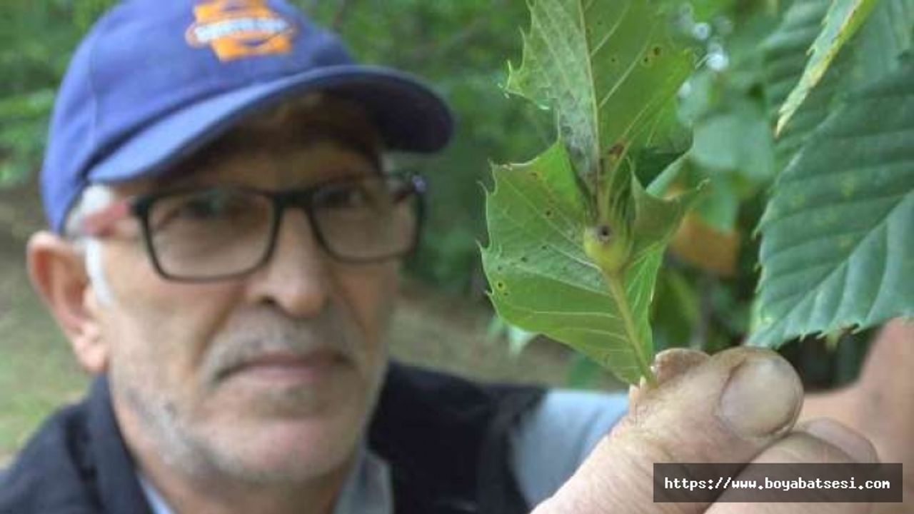 'Katil gal arısı' tehdidi büyüyor: Bartın ve Kastamonu'dan sonra Sinop'ta da görüldü