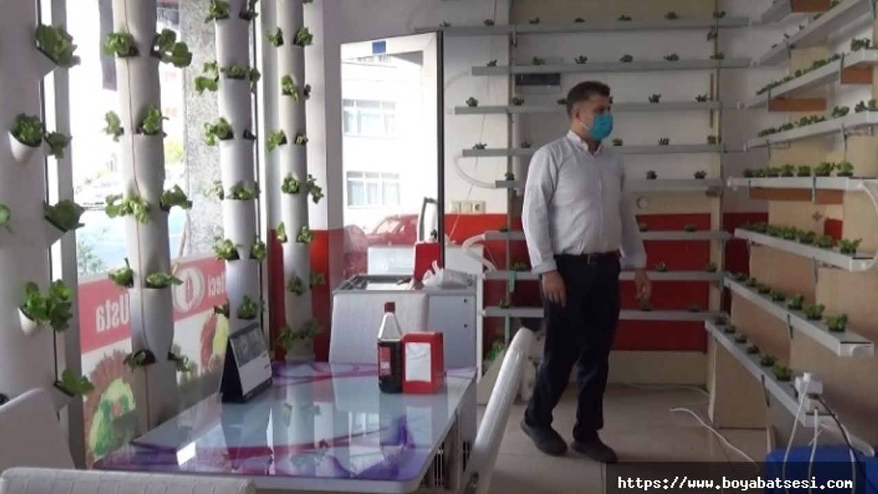  Köfte dükkanında marul yetiştiriyor, müşteriler dekor sanıyor