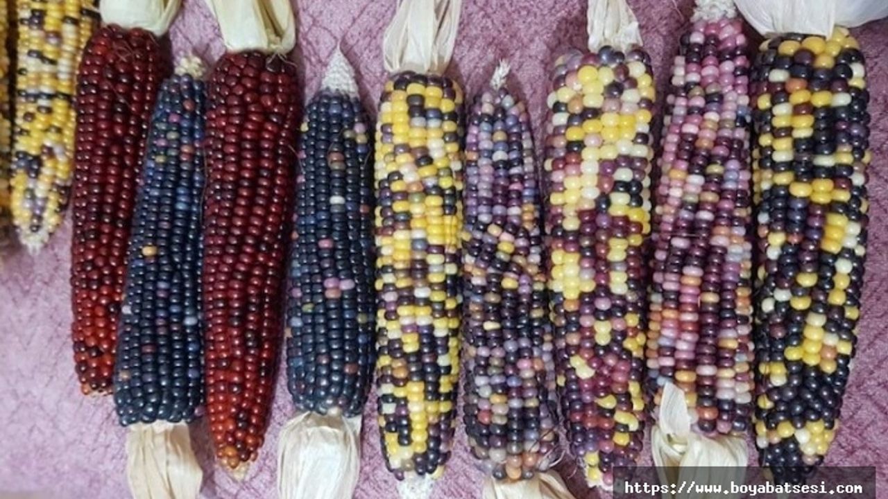 Renkli mısırlar ilgi görüyor 