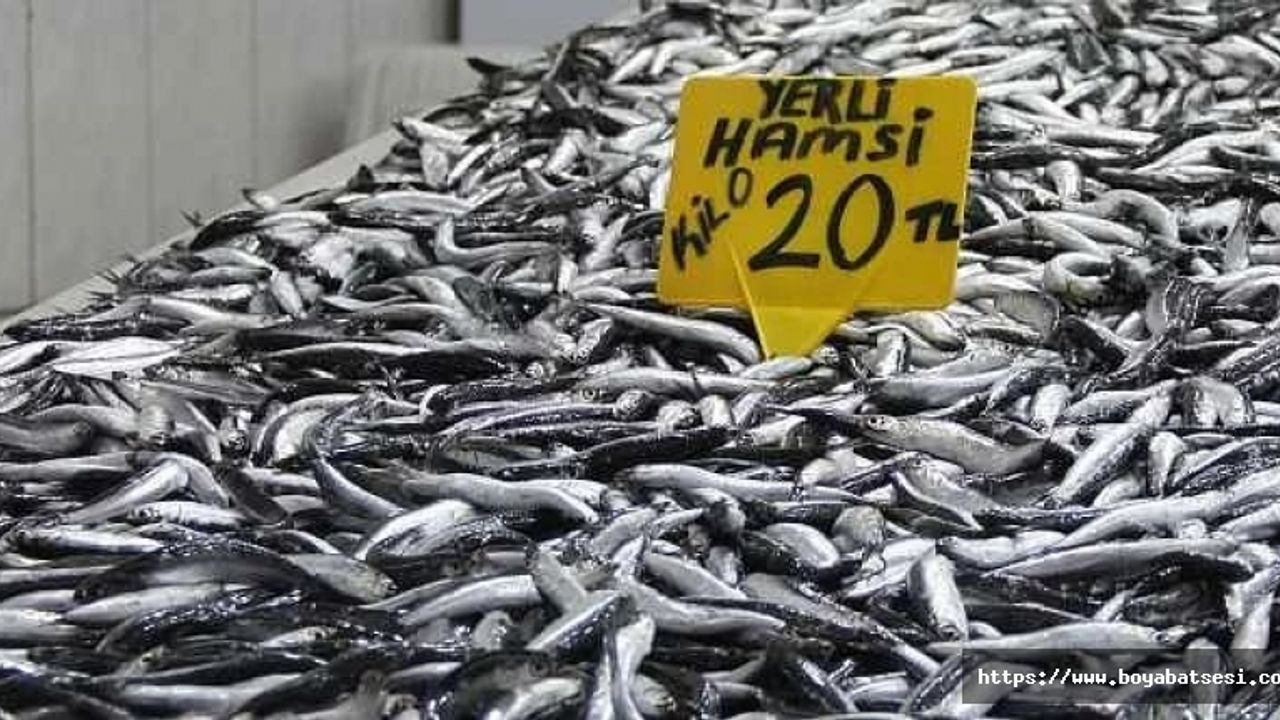 Sinop’ta hamsi bereketi: Kilosu 20 TL