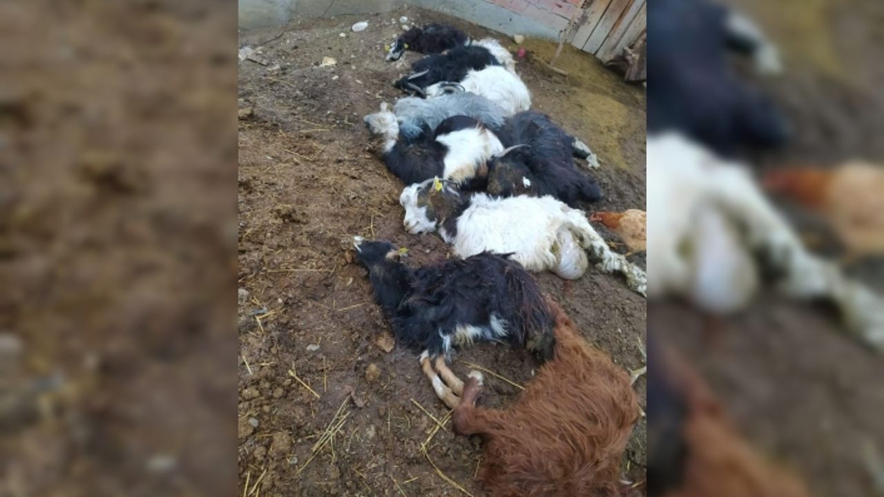 Boyabat'ta gece ahıra giren kurt sürüsü 20 keçiyi telef etti