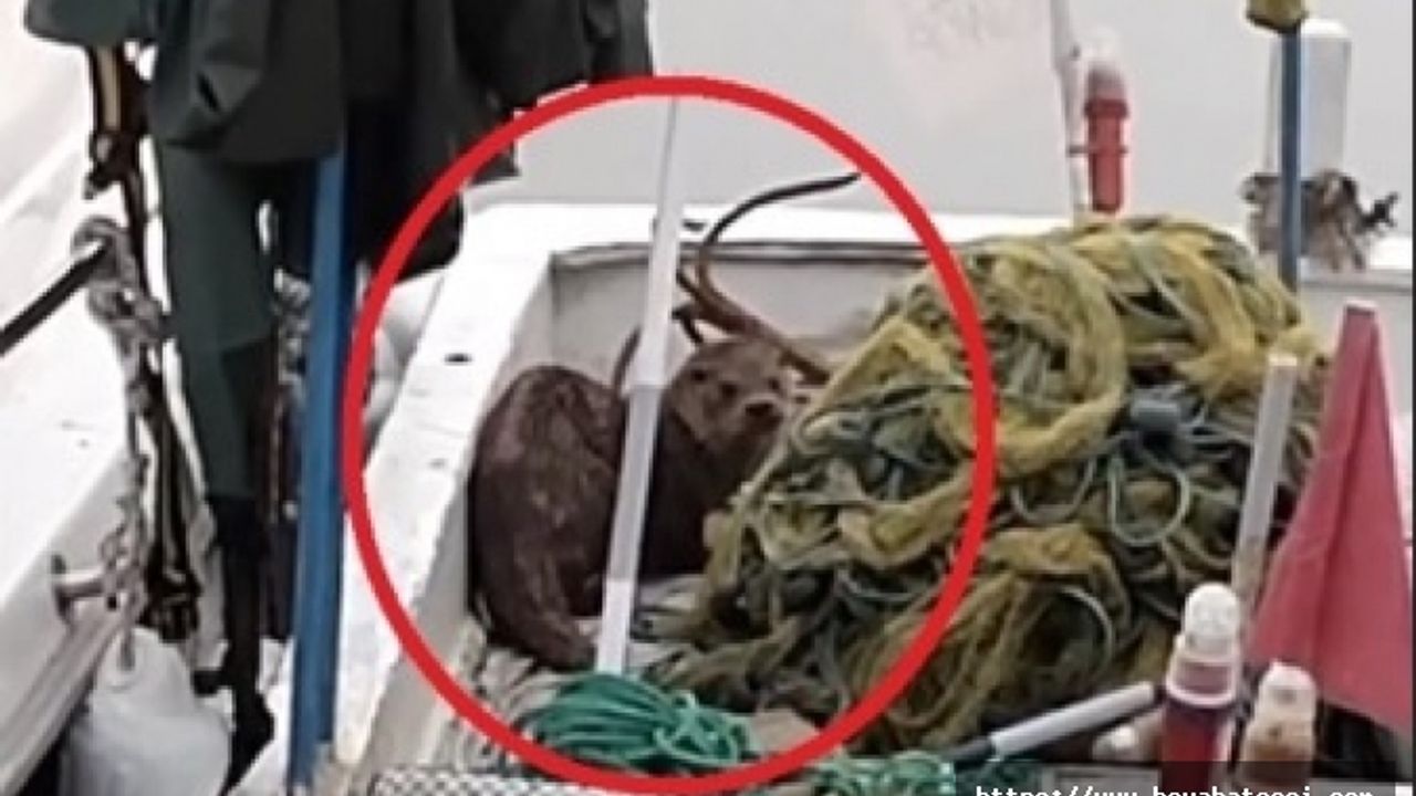 Nesli tükenmekte olan su samuru Sinop'ta görüldü